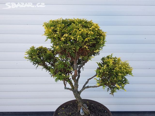 Bonsai Plzen (dobře propustnou, Plzni bude, bude vyhovovat) Bonsai Plzen